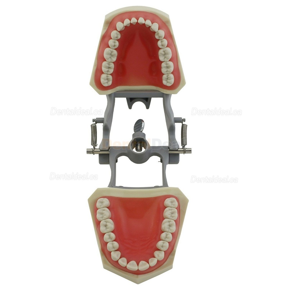Dental Typodont Model 32Pcs Teeth M8030 Fit Columbia 860